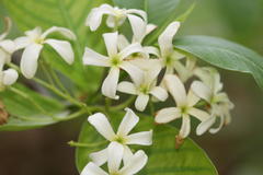 Holarrhena pubescens